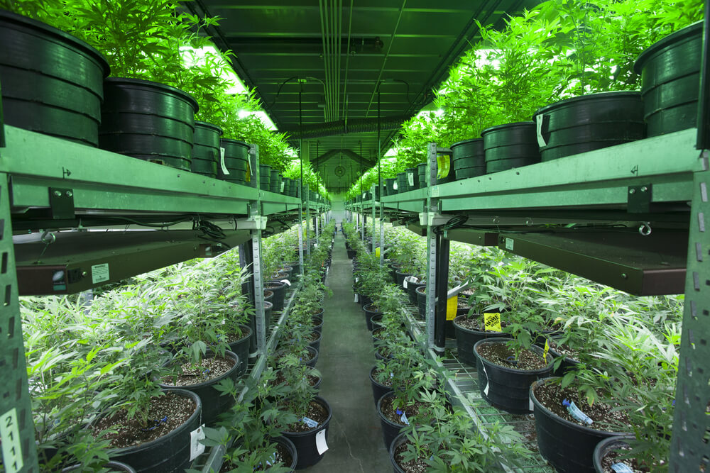 Marijuana Stocks to Buy